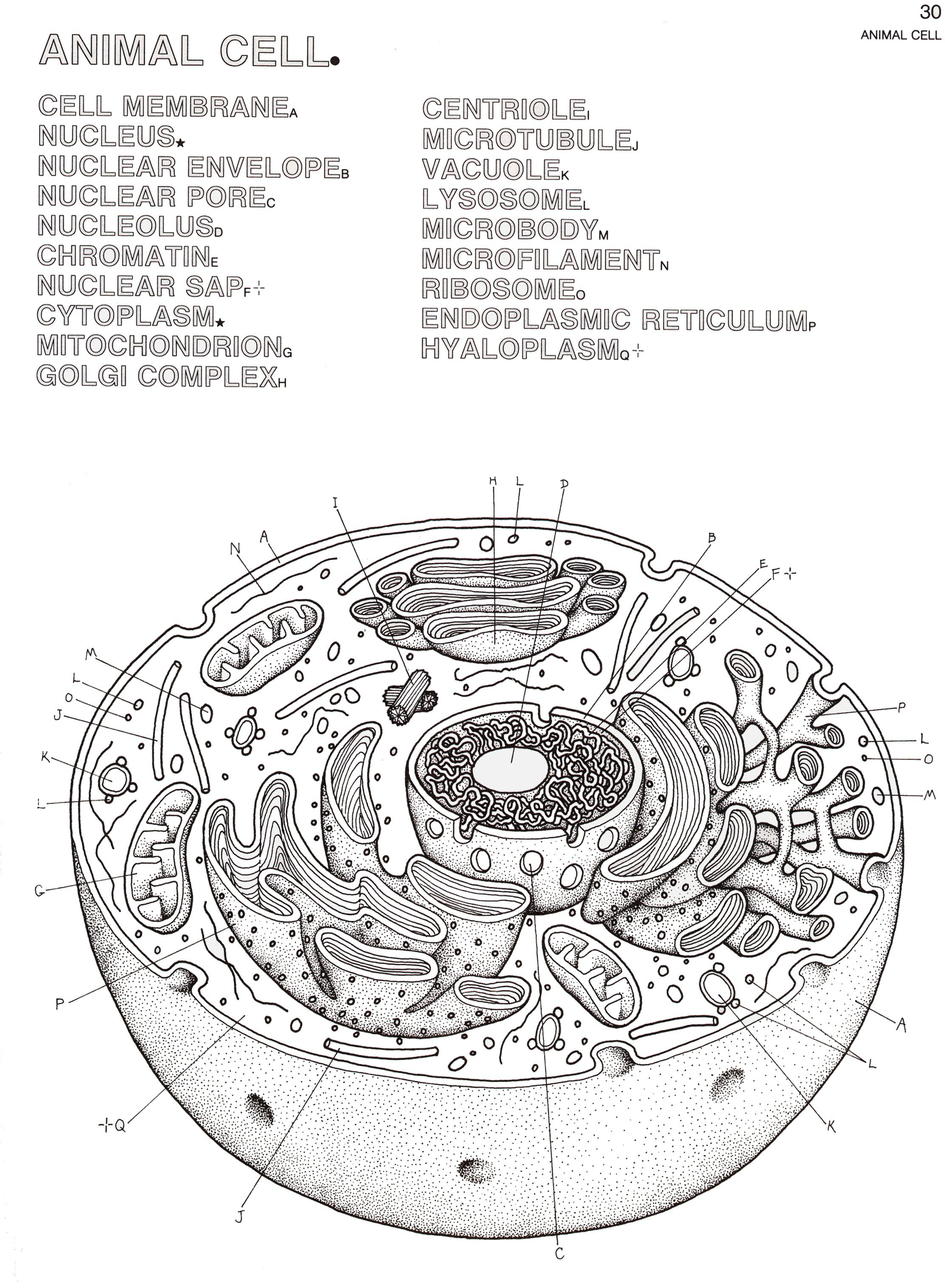 Human Anatomy Coloring Book Pdf Free Download 1