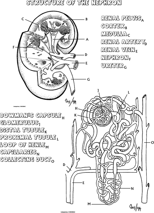 Human Anatomy Coloring Book Pdf Free Download