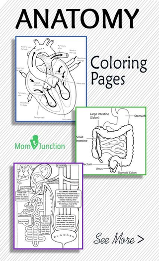 Human Anatomy Coloring Book Pdf Free Download 5