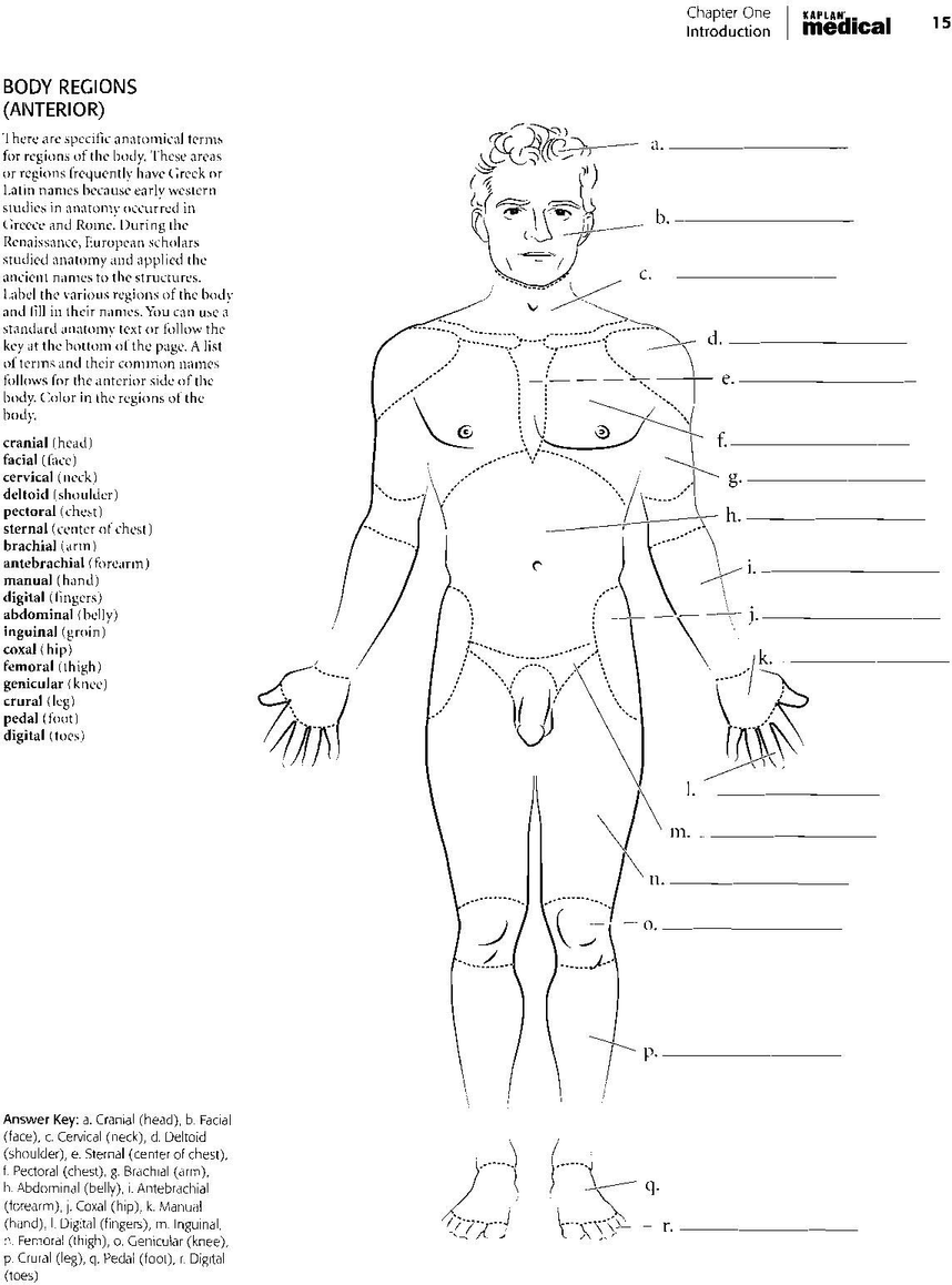 Human Anatomy Coloring Book Pdf Free Download 7