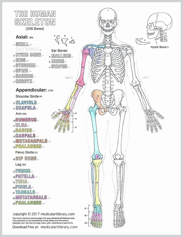 Human Anatomy Coloring Book Pdf Free Download 8