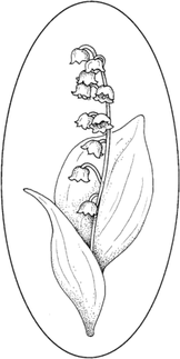 Lily Of The Valley Coloring Pages 7