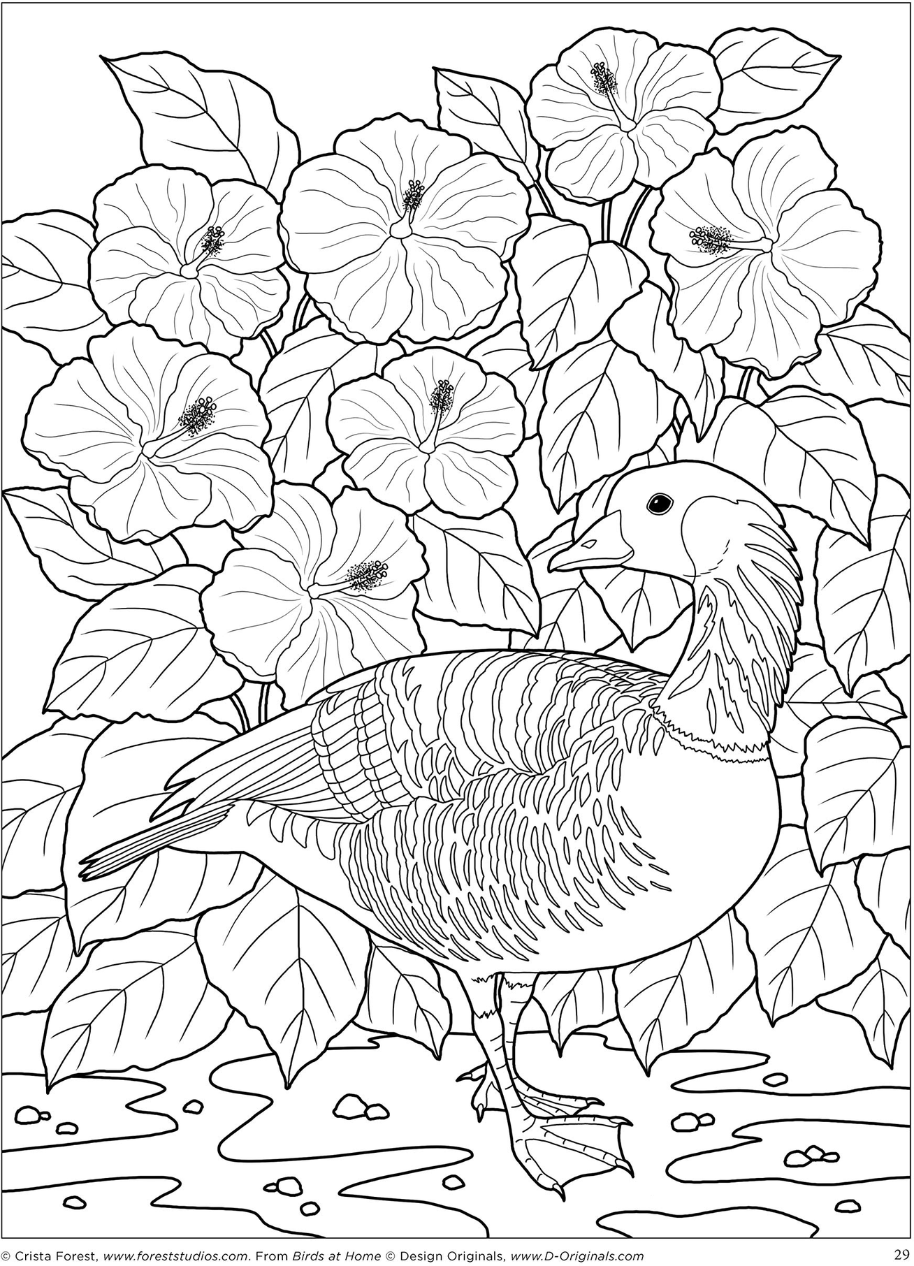 State Birds And Flowers Coloring Book 1