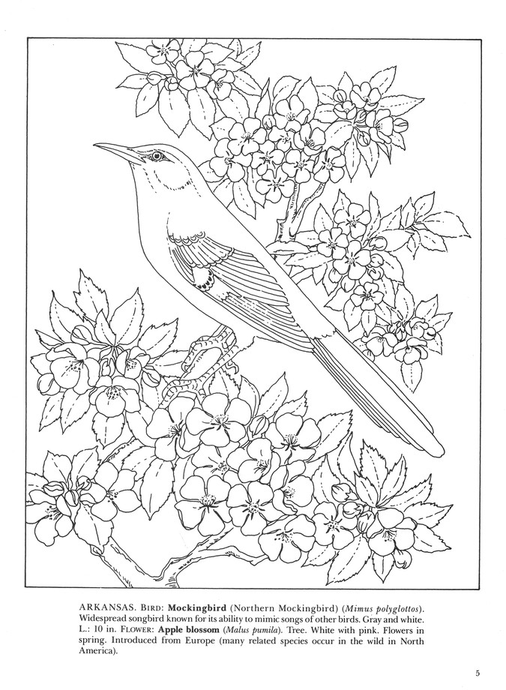 State Birds And Flowers Coloring Book 8