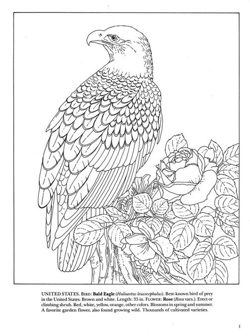 State Birds And Flowers Coloring Book 9